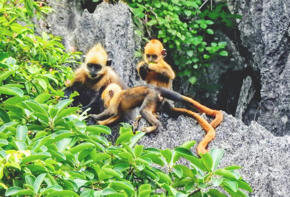 Cat Ba Nationalpark, Vietnams Wildtiertouren, Cat Co Strand