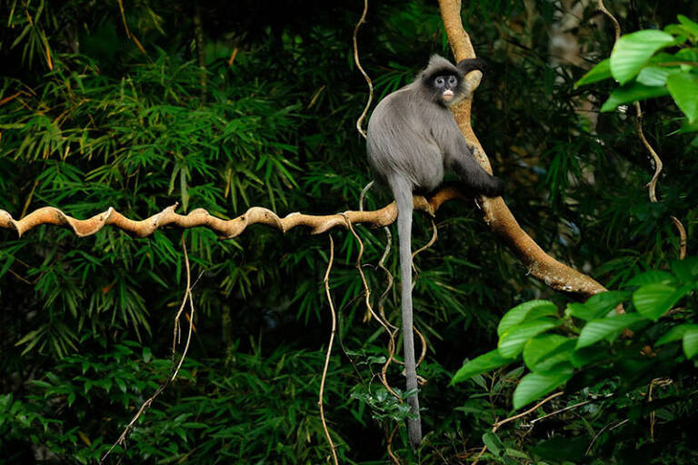 pu-mat-national-park