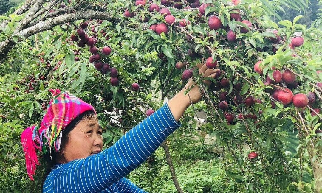 what to eat in sapa