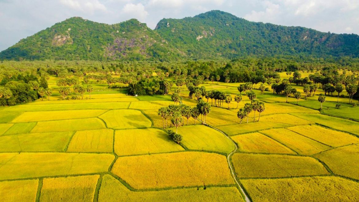 Beste Zeit, um Reisfelder in Vietnam zu besuchen