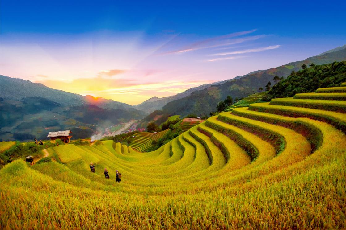 beste Zeit, um Reisfelder in Vietnam zu besichtigen