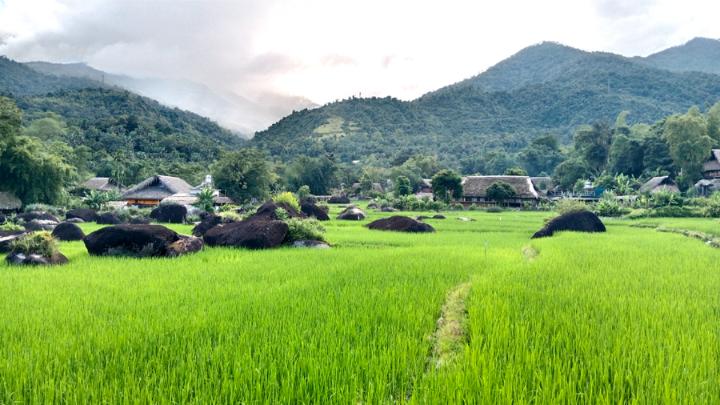 Beste Zeit, um Reisfelder in Vietnam zu besichtigen