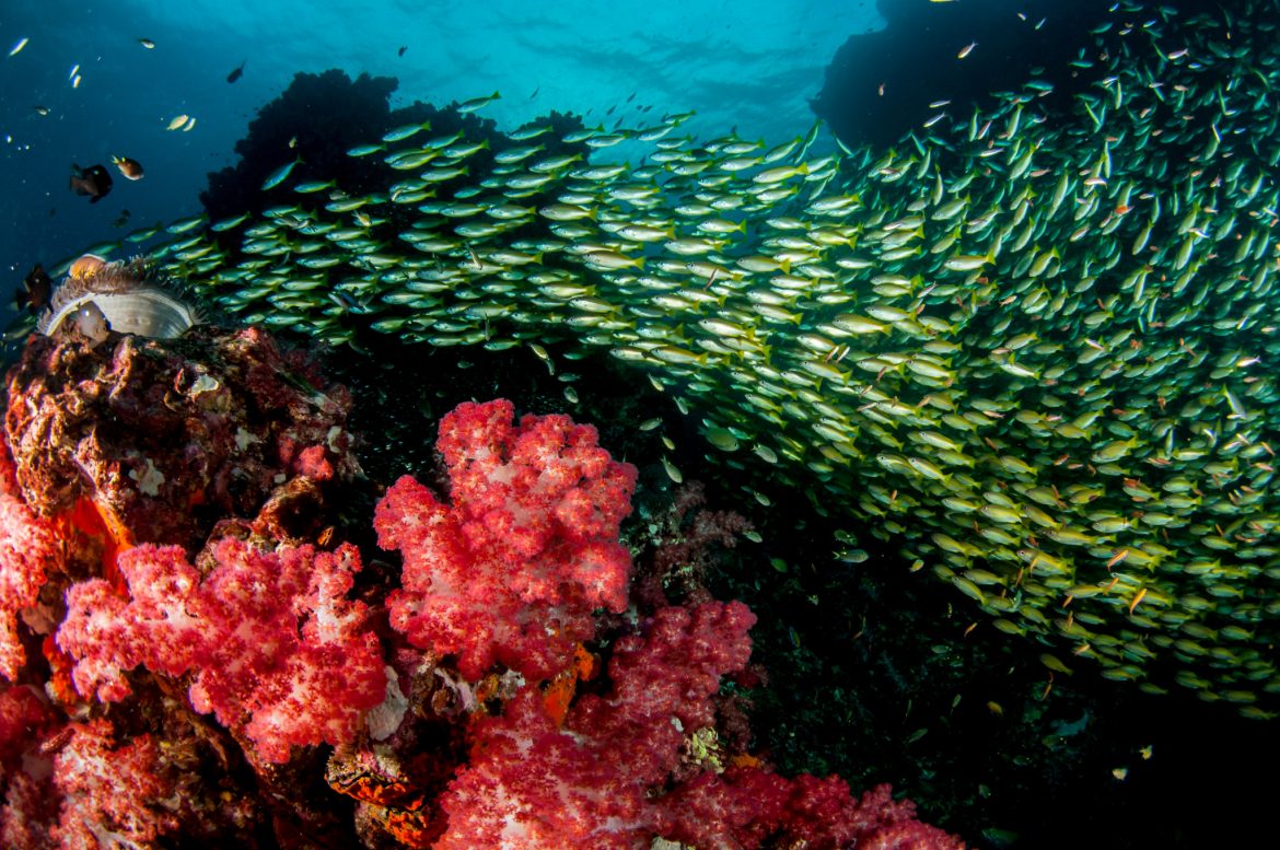 Thailand Scuba Diving
